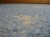 Best Ways to Get Rid of Sugar Ants Best Ways to Get Rid of Sugar Ants