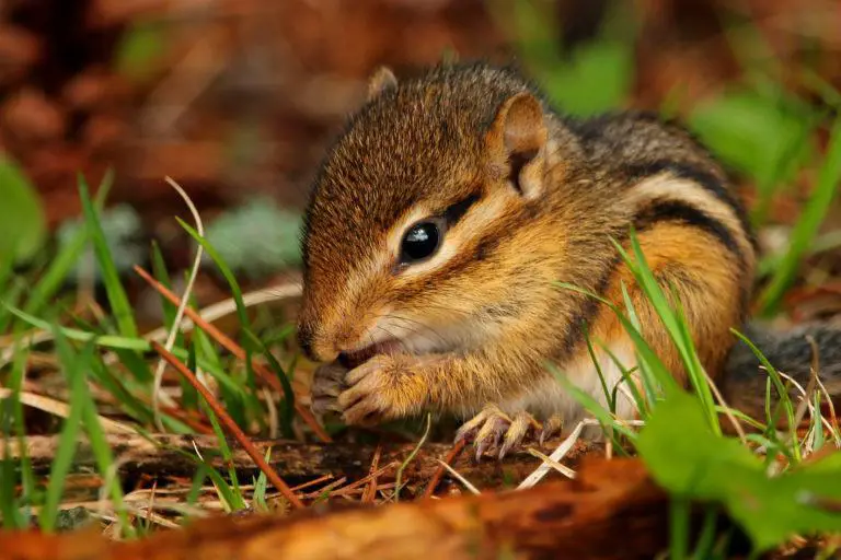Chipmunks