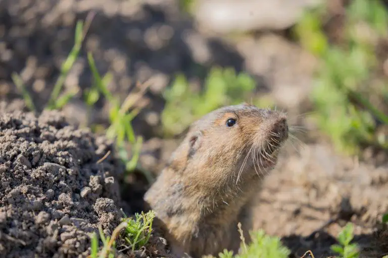 Gophers