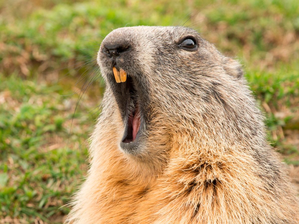 How To Get Rid Of Groundhogs