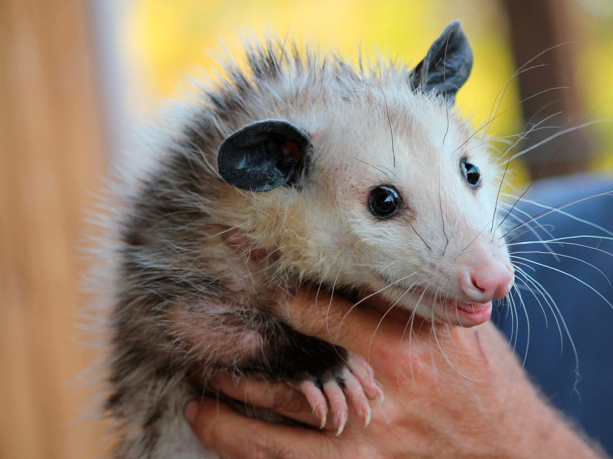 Best Ways To Get Rid Of Opossum - Best Ways To Get Rid Of Opossum