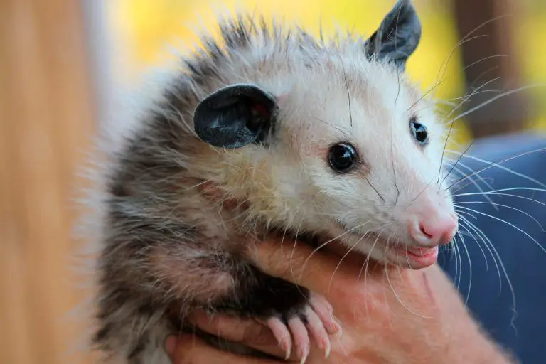 How To Get Rid Of Opossum Opossum - How To Get Rid Of Opossum