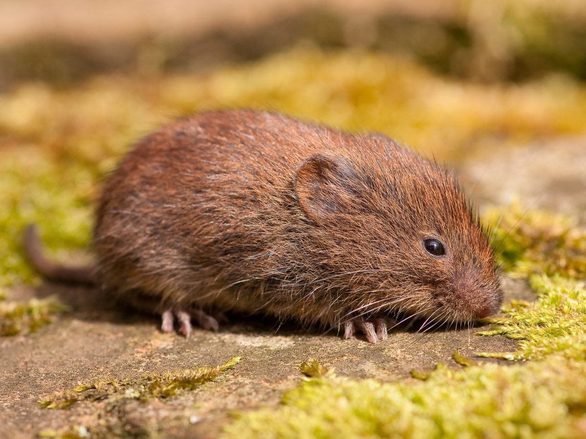 vole bait station