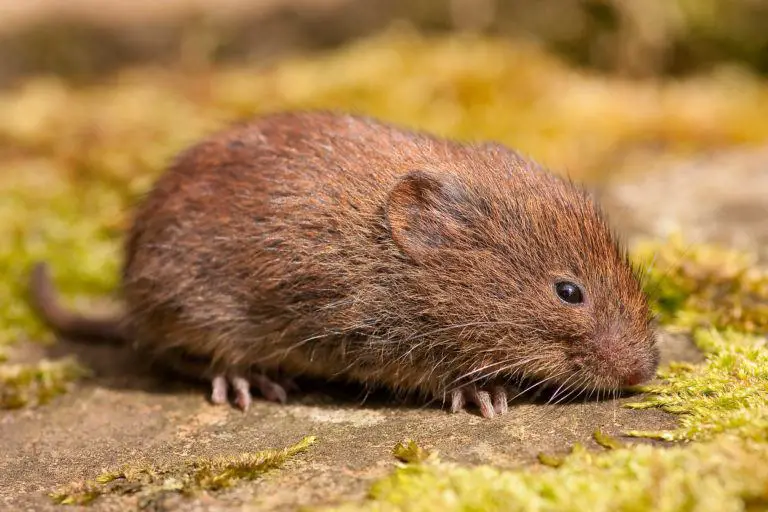 Voles