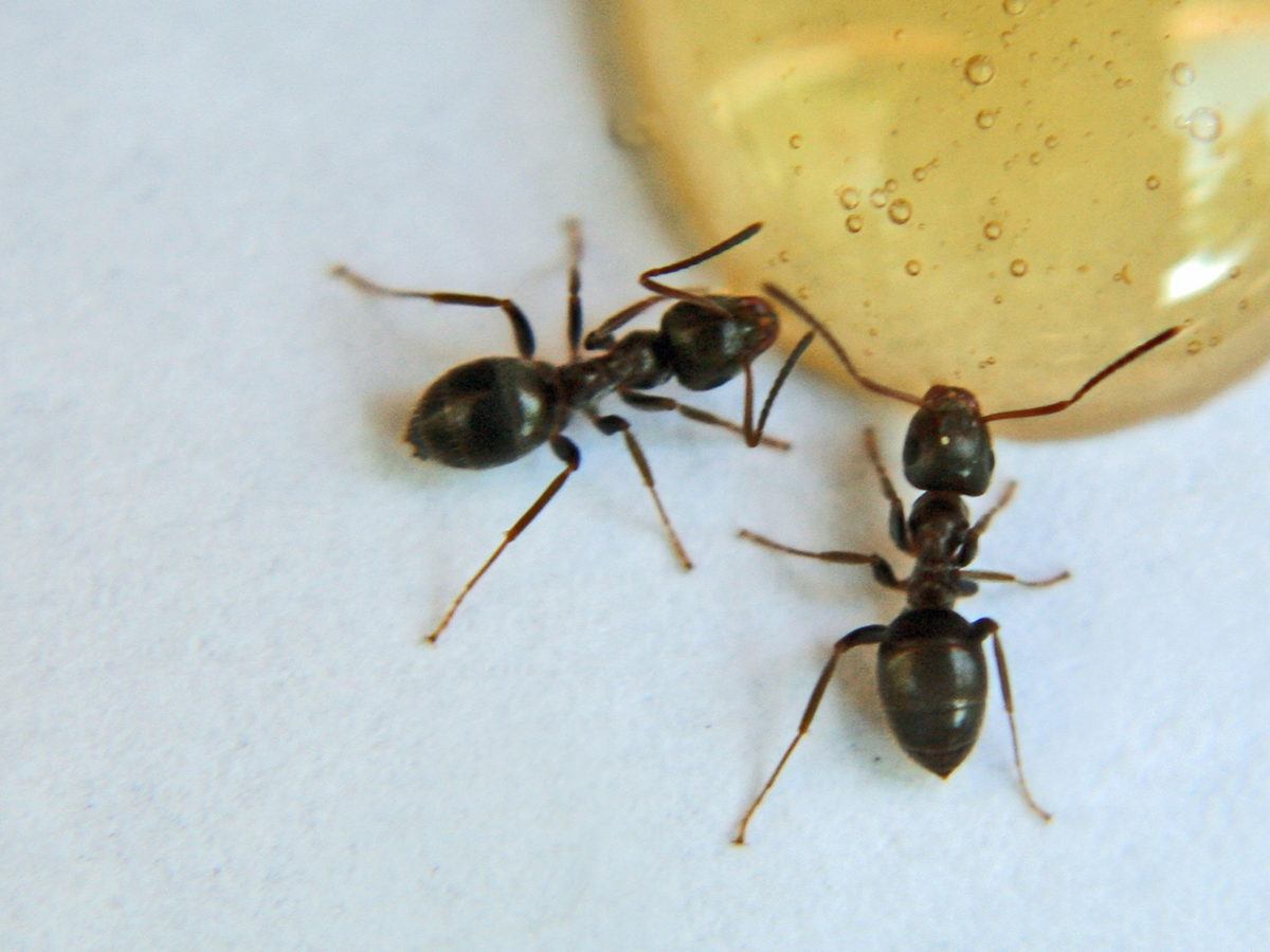 How To Get Rid Of Sugar Ants
