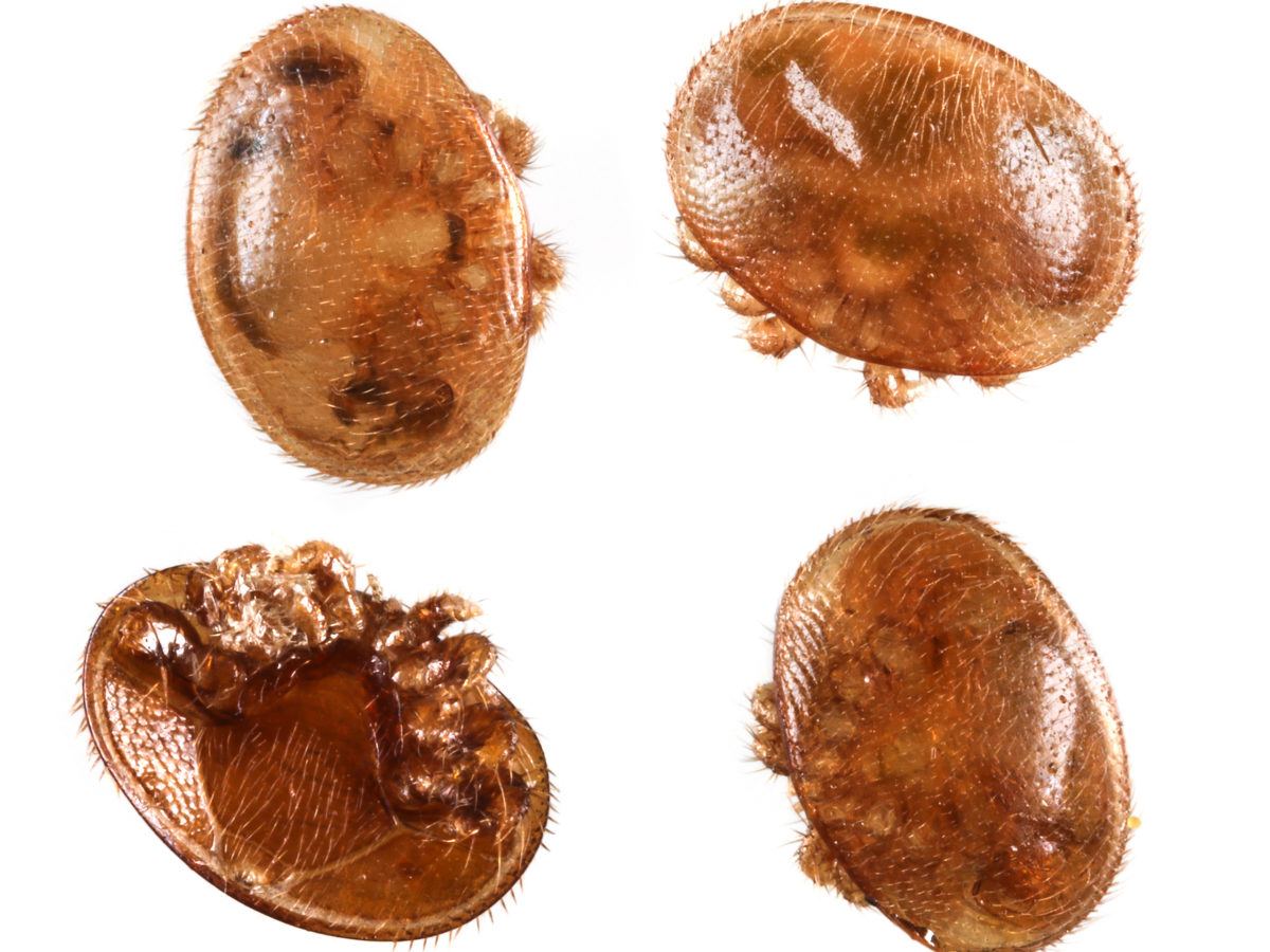 varroa mites