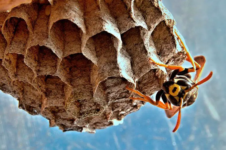 How To Get Rid Of A Wasp Nest Wasp Nests
