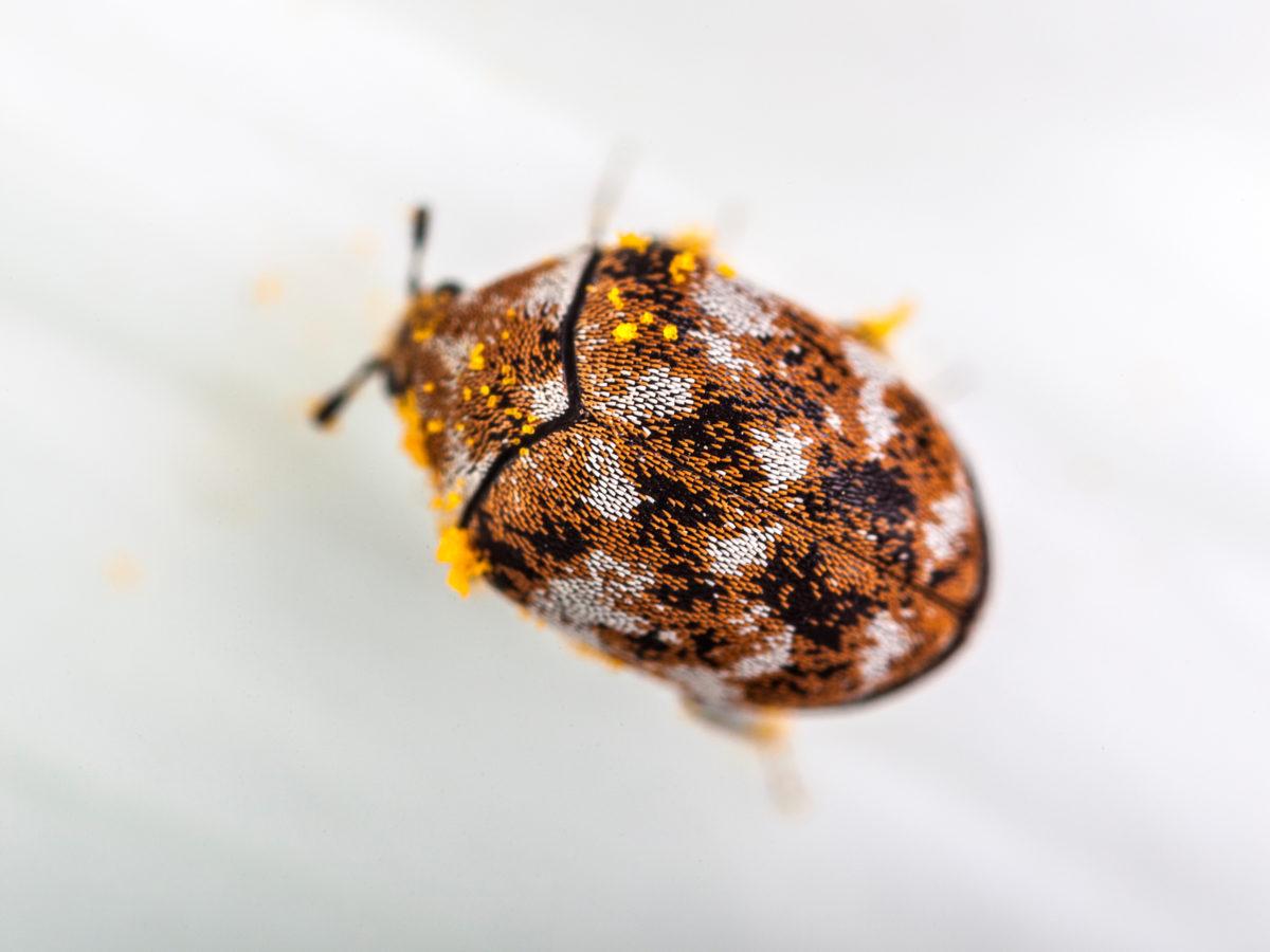 Best Powder To Get Rid Of Bed Bugs Best Powder To Get Rid Of Bed Bugs