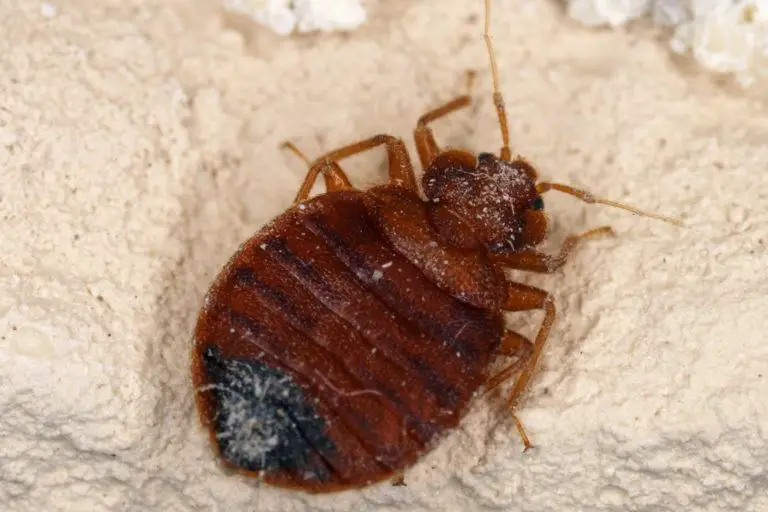 bedbugs images