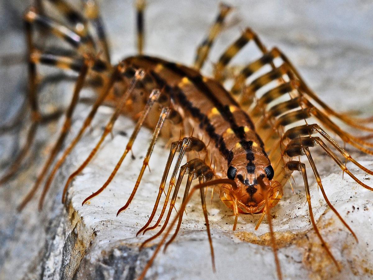 do insects sleep