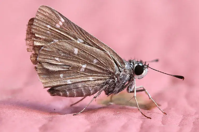 How To Get Rid Of Moths Moths