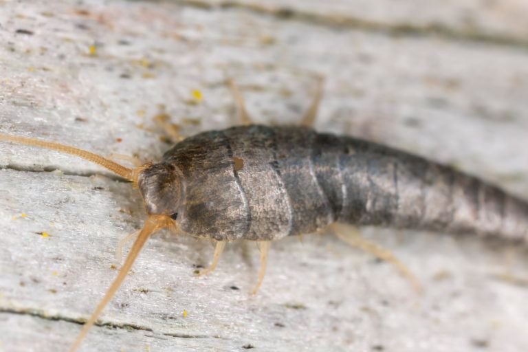 How To Get Rid Of Silverfish Silverfish