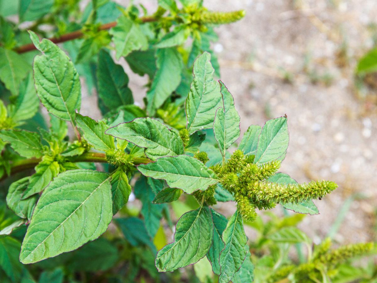 pigweeds pictures